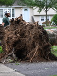 Large Tree Uprooted And Causes Major Damage To Home In Paramus New Jersey During Severe Weather