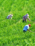 A Ginger Planting Base in Anqing.