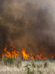 Dry Grass And Brush Fire In Sofia.