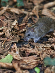 Krakow’s Battle With Urban Rat Infestations