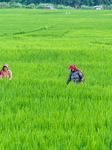 Rural Farmers Working In Paddy Fields