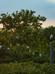 Nest Egrets.