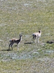 Tibetan antelopes.