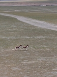 Tibetan Wild Donkeys.