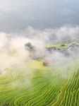 Rice-ripening Kampung Rice Terraces in Congjiang.