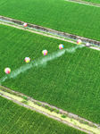 Farmers Use Hydrogen Balloons To Spray Pesticides in Suqian.