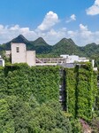 Creepers Occupy Library Wall at A University in Guiyang.