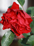 Red Rose With Dew Drops In The Morning