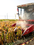 Corn Harvest in Anyang.