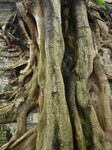 Trees Roots Deep Into The Brick Cracks of the Ancient City wall in Nanning.