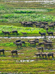 Wild Elks Play at Wetland in Yancheng.