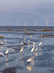 Egrets Play at Wetland in Yancheng.