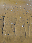 Migratory Anti-billed Snipes at the Tiaozini Wetland in Yancheng.