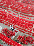 Farmers Dry Chili Peppers in The Sun .