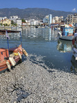 Dead Fish Wash Up At The Shores Of Volos City