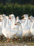 An Ecological Goose Breeding Base in Suqian.