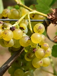 Vineyards In The Rhone Valley In France