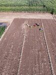 Cabbage Planting in Liaocheng.