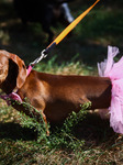 The Dachshund March In Krakow