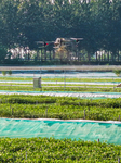 A Crab Breeding Base in Suqian.