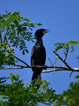 India Wildlife