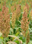 Common Sorgo Cereal