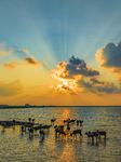 Elks Play on A Beach in Yancheng.