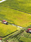 Rice Harvest in Chongqing.