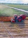 Chili Pepper Harvest in Xinjiang.