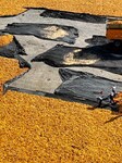 A Seed Production And Drying Base in Zhangye.