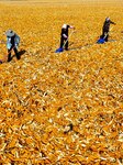 A Seed Production And Drying Base in Zhangye.