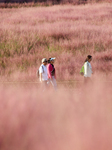 Pink Muhlygrass Tour in Sanmenxia