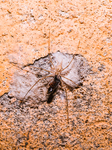 Tree Trunk Spider (Hersiliidae) - Animal India