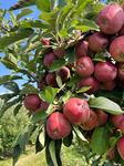 Apple Season In Canada