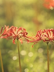 Equinox Flower.