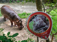 Moo Deng: Thailand's Pygmy Baby Hippo