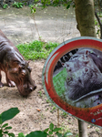 Moo Deng: Thailand's Pygmy Baby Hippo