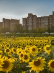 Tourists Play Among Sunflowers in Full Bloom in Karamay.