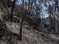 Forest Fire In Quito