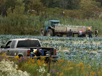 Migrant Farm Workers Harvest Broccoli At A Farm