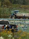 Migrant Farm Workers Harvest Broccoli At A Farm