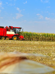 Corn Harvest in Zaozhuang.