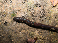 Lumbricina - Earthworm