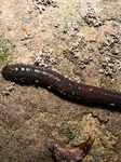 Lumbricina - Earthworm