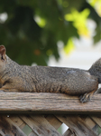 Eastern Gray Squirrel