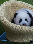 Panda HAOQI.