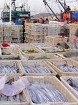 Seafood Supply at Jimiya Fishing Port in Qingdao.