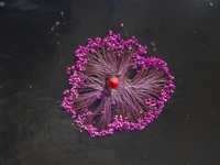 Harvesting Waterlilies In Bangladesh