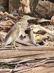 Indian Pond Heron