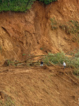 After Flooding Of The Nakhu River In Lalitpur, Nepal.